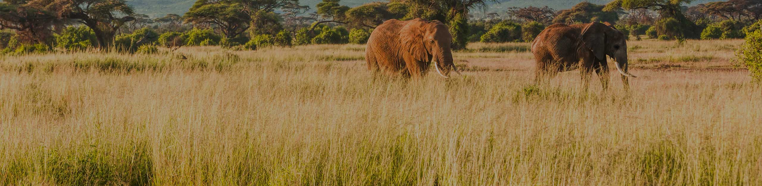 Country Banner Image